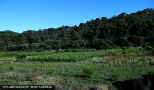 Vineyard in Lastovo Island